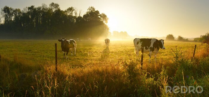 Tableau  Cows on sunrise meadow
