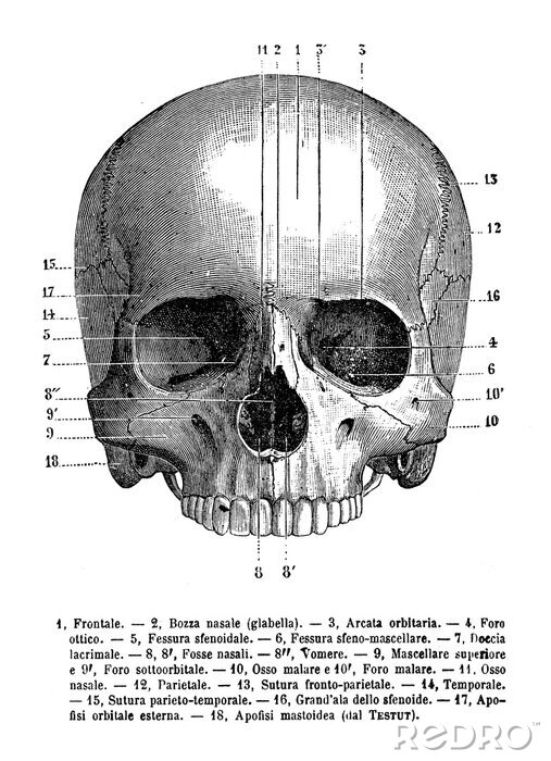 Tableau  Crâne humain avec descriptions