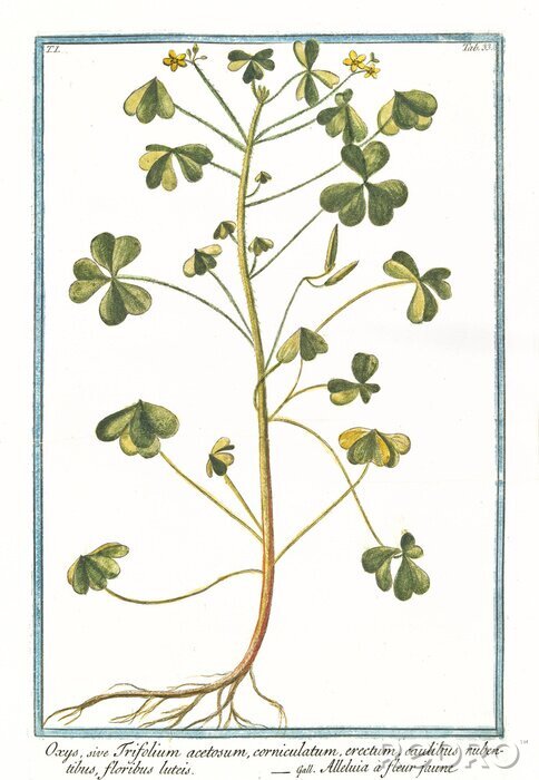 Tableau  Croquis d'une brindille avec des racines