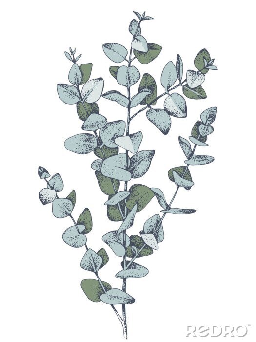 Tableau  Croquis de feuilles d'eucalyptus dans la verdure