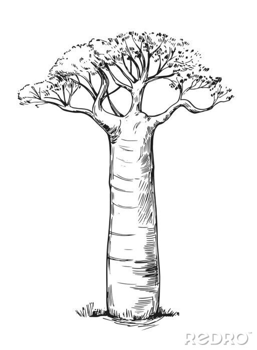 Tableau  Croquis noir et blanc d'un baobab unique