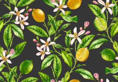 Culture de citrons et limes