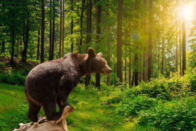 Tableau  curieux petit ours dans la forêt