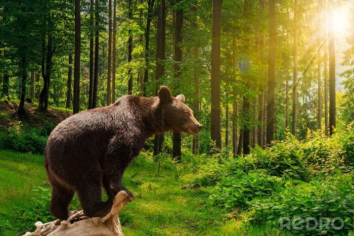 Tableau  curieux petit ours dans la forêt