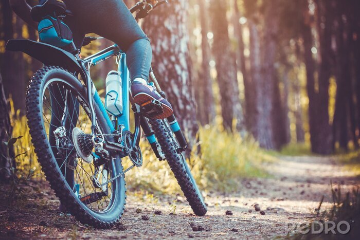 Tableau  Cycliste, équitation, mountain bike, forêt