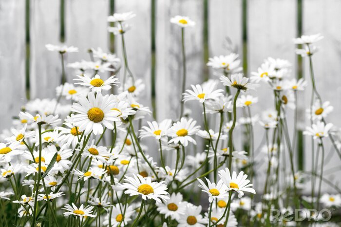 Tableau  Daisies against white fence.