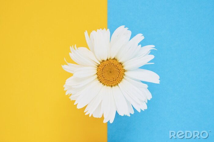 Tableau  Daisy flower on blue yellow background. Top view, copy space