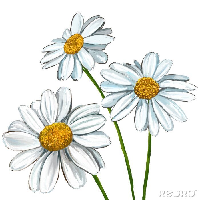 Tableau  daisy vector illustration  hand drawn  painted
