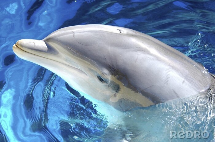 Tableau  dauphin