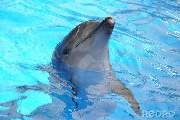 Tableau  dauphin dans l'eau bleue
