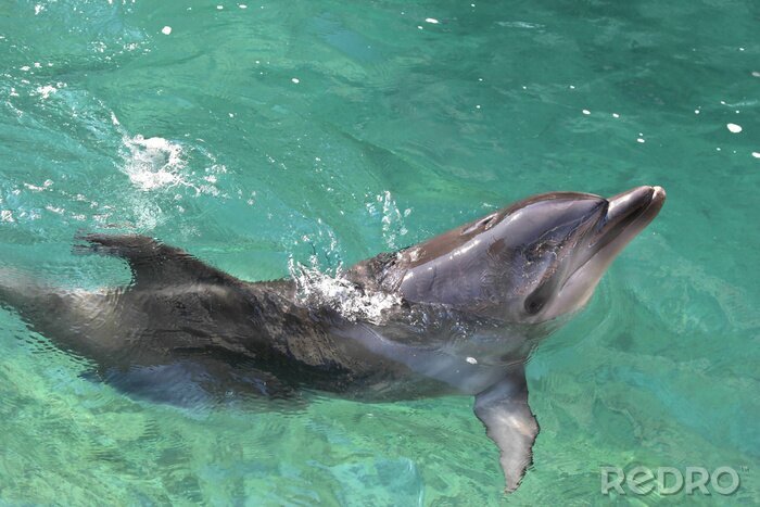 Tableau  dauphins