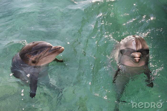 Tableau  dauphins