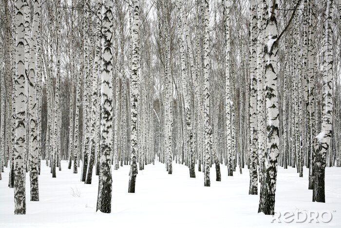 Tableau  De la neige dans une forêt de bouleaux