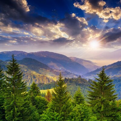 Tableau  de pins à proximité de la vallée dans les montagnes et la forêt à flanc de colline sous