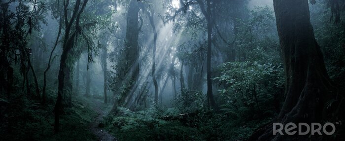 Tableau  Deep tropical forest in darkness