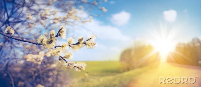 Tableau  Defocused spring landscape. Beautiful nature with flowering willow branches and  rural road against blue sky and bright sunlight, soft focus. Ultra wide format.
