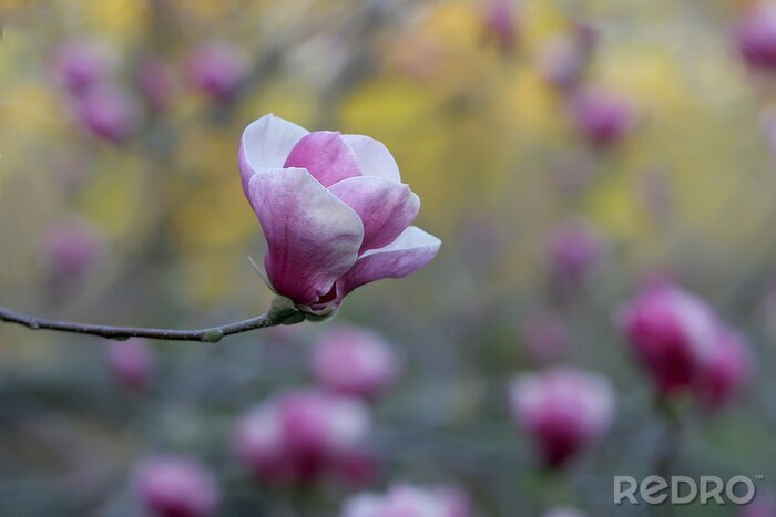 Tableau  Délicat, rose, magnolia, fleur, brouillé, fond