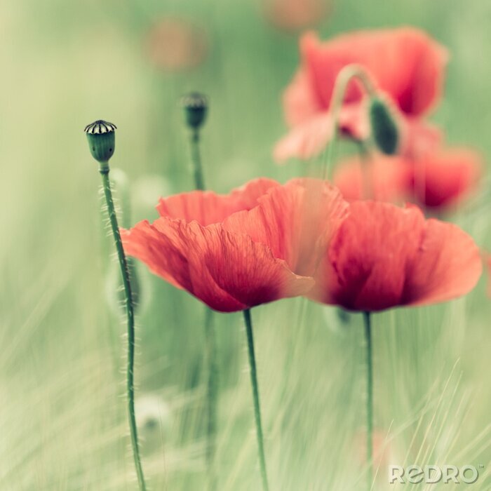 Tableau  Délicats coquelicots rouges et nature