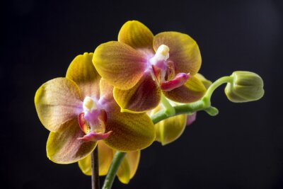 Dendrobium orchidée