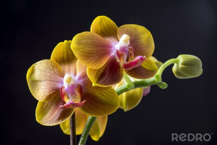 Tableau  Dendrobium orchidée