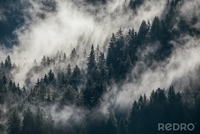 Tableau  Dense morning fog in alpine landscape with fir trees and mountains. 