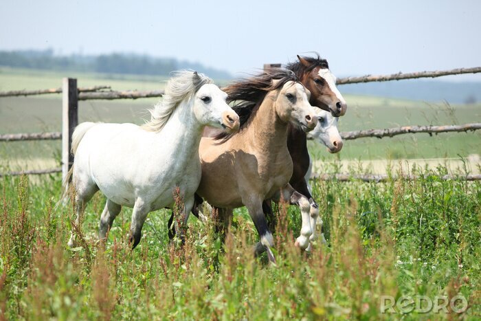 Tableau  Des chevaux heureux qui galopent