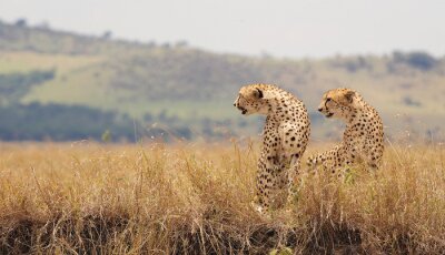 Des guépards en Afrique