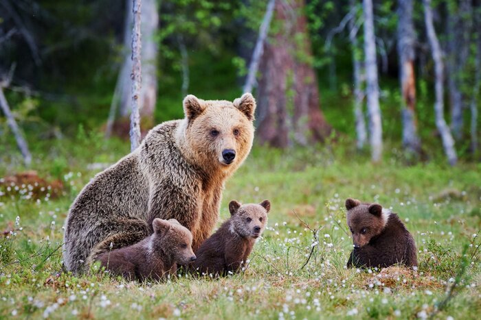 Tableau  Des ours dans la prairie verte