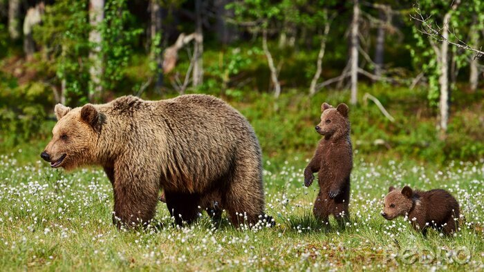 Tableau  Des ours dans une clairière