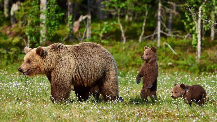 Tableau  Des ours dans une clairière