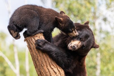 Des ours sur un tronc d'arbre