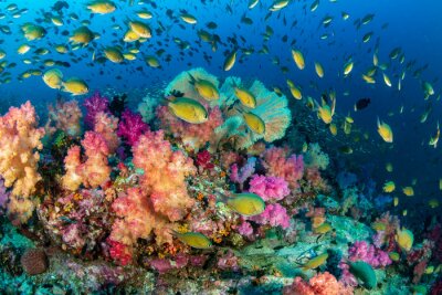 Des poissons tropicaux colorés nagent autour d'un récif corallien en bonne santé