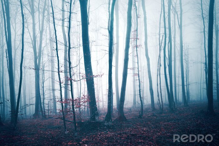 Tableau  Des troncs d'arbres dans le brouillard