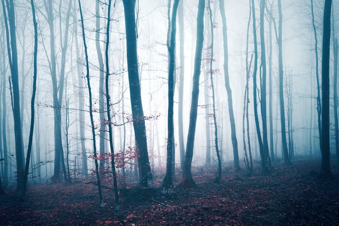 Tableau  Des troncs d'arbres dans le brouillard