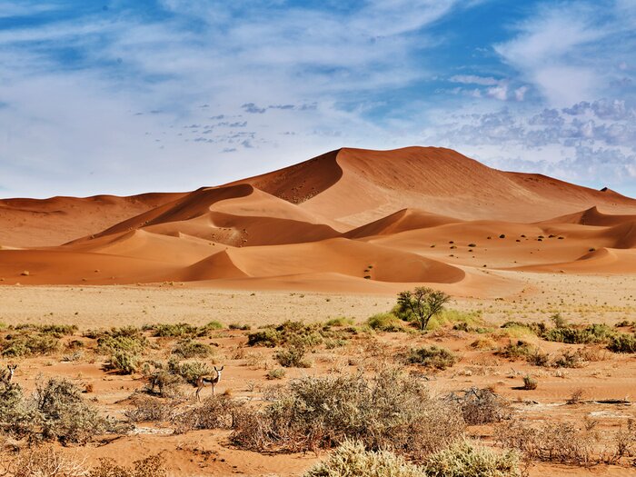 Tableau  Désert de namib avec des dunes orange