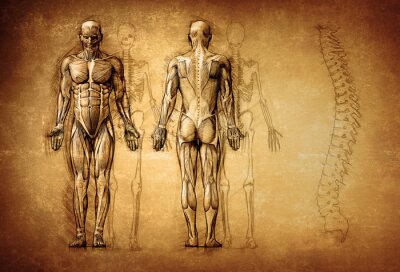Dessin anatomique d'un être humain dans un style vintage