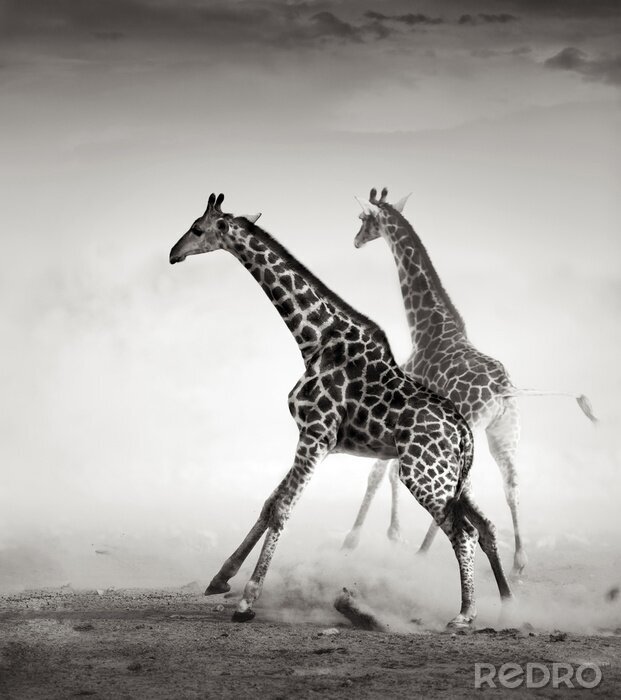 Tableau  Dessin animaux monochrome