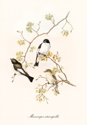 Dessin avec des oiseaux posés sur des branches couvertes de fleurs