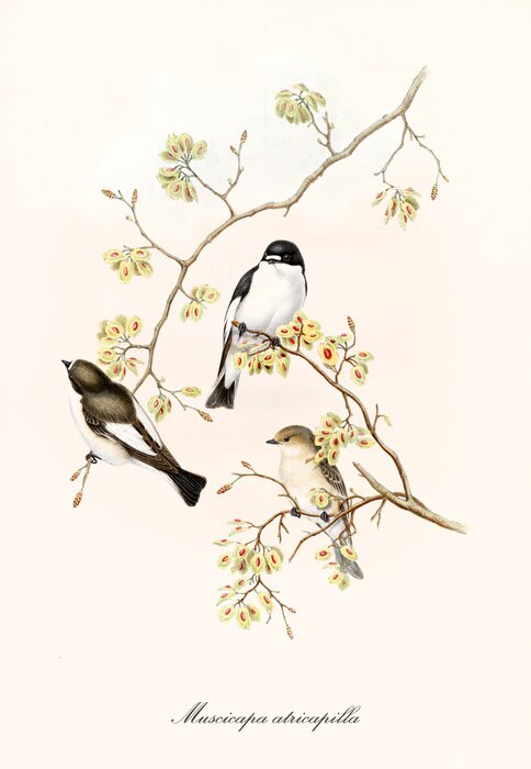 Tableau  Dessin avec des oiseaux posés sur des branches couvertes de fleurs