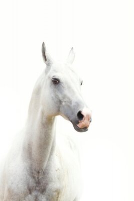 Dessin clair avec un cheval