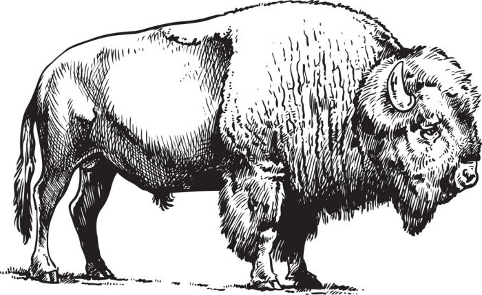 Tableau  Dessin croquis de bison américain noir et blanc