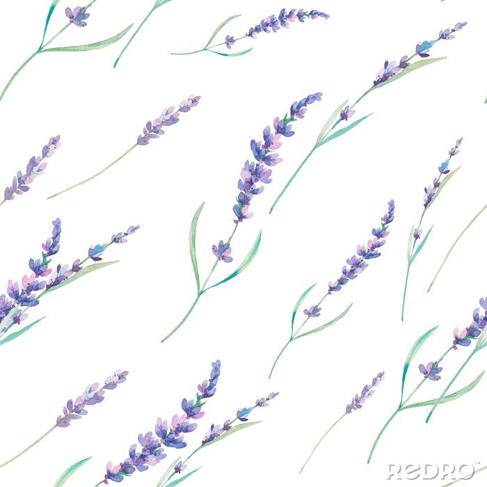 Tableau  Dessin d'aquarelle de lavande sans couture. Main, dessiné, floral, répéter, texture Printemps papier peint avec des fleurs sur fond blanc