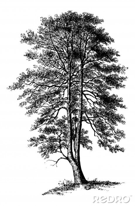 Tableau  Dessin d'un arbre unique en noir et blanc