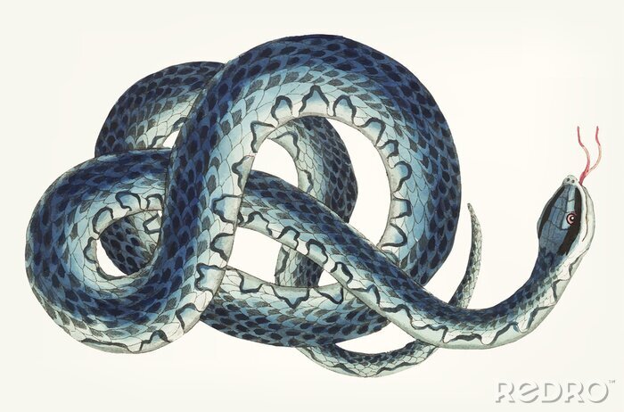 Tableau  Dessin d'un serpent bleu
