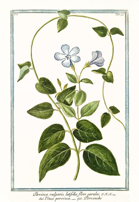 Tableau  Dessin d'une plante à tige grimpante