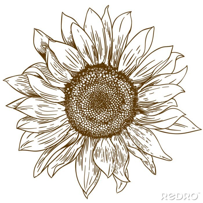 Tableau  Dessin de fleur de tournesol
