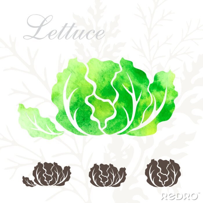Tableau  Dessin de laitue verte