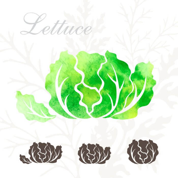 Tableau  Dessin de laitue verte