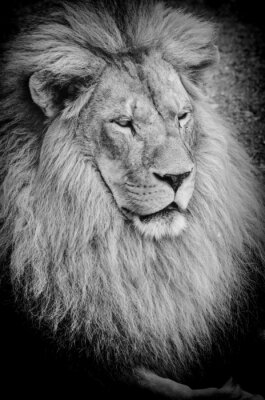 Dessin de lion en noir et blanc