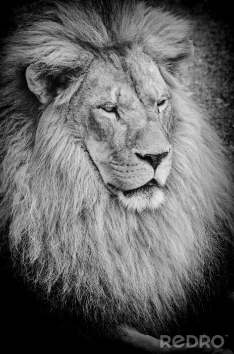 Tableau  Dessin de lion en noir et blanc